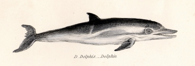 19th century print of a Dolphin