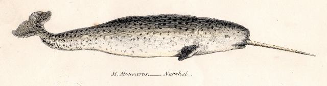 19th century print of a Narwhal